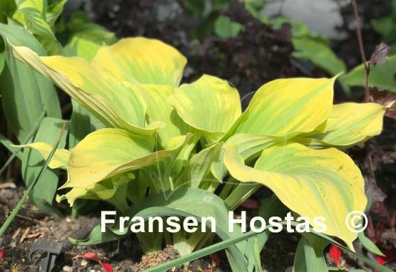 Hosta Dutch Flame